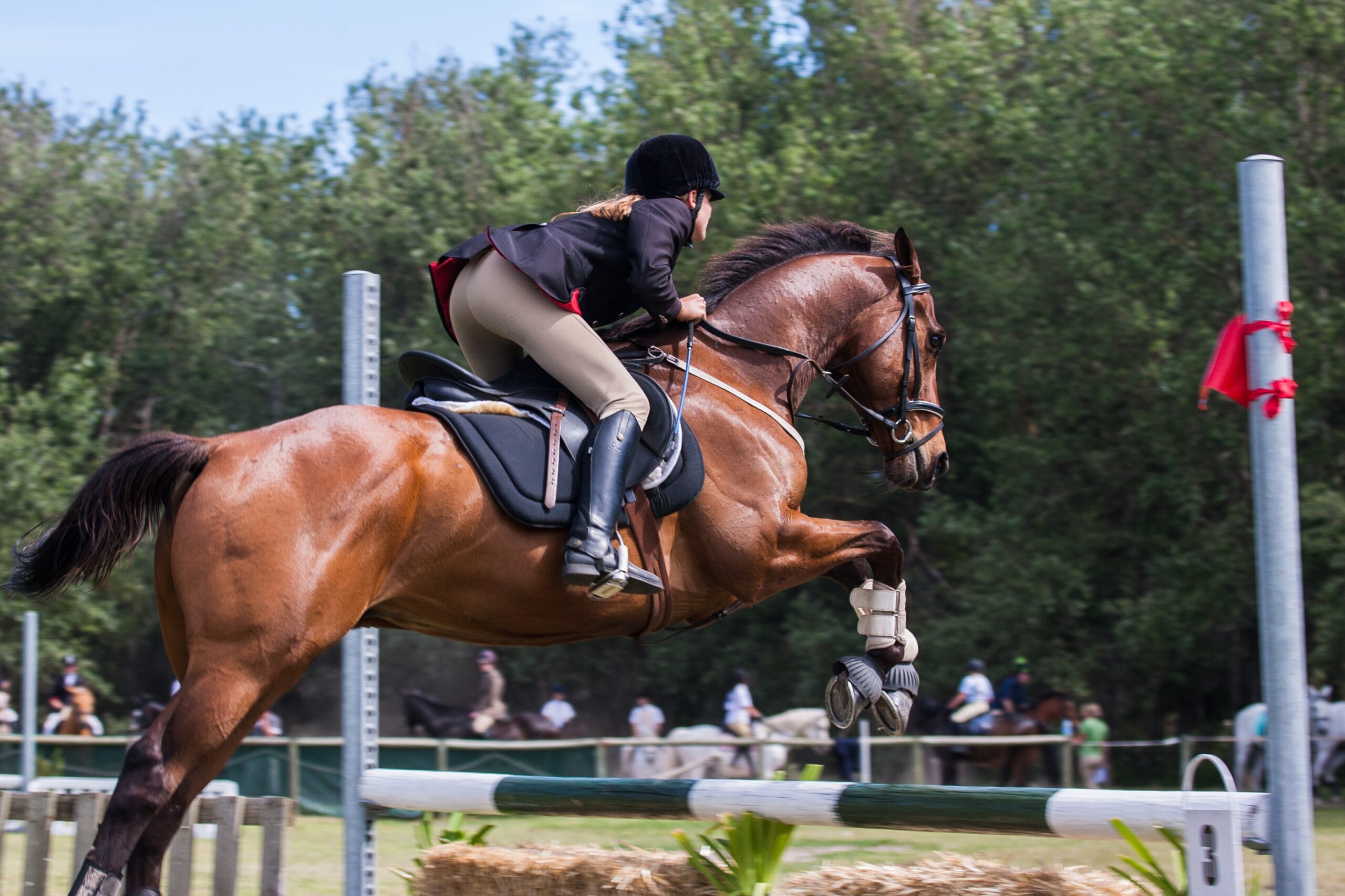 Svensk ridsport – vilka grenar finns det?